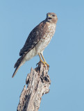 Red-shouldered Hawk, juvenile