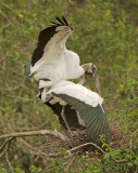 Wood Storks, pair mating