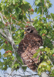 Barred Owl