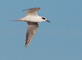 Forsters Tern, non-breeding plumage