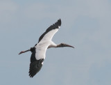 Wood Stork, flying