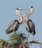 Great Blue Herons, bill clapping