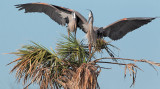 Great Blue Herons courting and mating -- Florida, March 2012