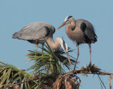 Great Blue Herons, courting