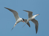 Forsters Terns, pair in courting flight