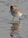 Western Sandpiper, breeding plumage