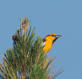 Bullocks Oriole, male