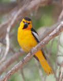 Bullocks Oriole, male