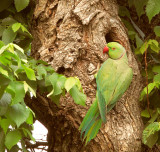 Rose-ringed Parakeets of Bakersfield, April 2012