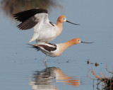 American Avocets, mating