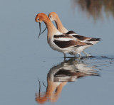 American Avocets, after mating