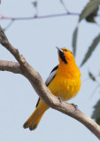 Bullocks Oriole, male