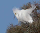 Snowy Egret, displaying