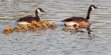 Canada Geese, adult pair and goslings