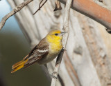 Bullocks Oriole, female