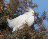 Snowy Egret, breeding plumage