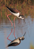 Black-necked Stilt, female
