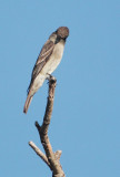 Western Wood-Pewee