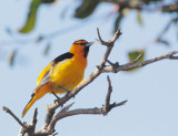 Bullocks Oriole, male