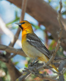 Bullocks Oriole, first summer male or adult female