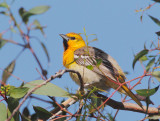 Bullocks Oriole,  first summer male or adult female