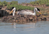 Clarks Grebes, pair at nest 5/11/12