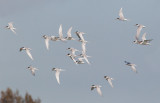 Forsters Terns, flying