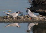 Forsters Terns, courting
