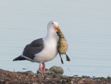 Western Gull, with Canada Goose chick
