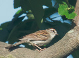 Chipping Sparrow