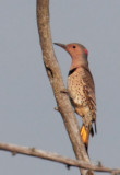 Northern Flicker, Yellow-shafted female