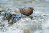 American Dipper, with prey