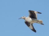 Willet, breeding plumage, flying