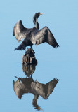 Brandts Cormorant, drying wings