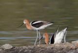 American Avocets, courting and mating -- June, 2012