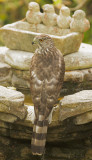Cooper's Hawk, male, molting to first basic, Summer 2012