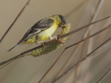 Lesser Goldfinch, eating wheat