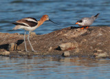 American Avocet and Forsters Tern, facing off