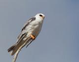 White-tailed Kite