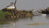 Clarks Grebes, pair at nest 6/30/12