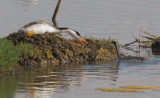 Clarks Grebes, pair at nest 6/30/12