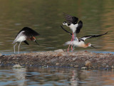 American Avocet pair and male Black-necked Stilt