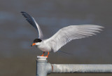 Forsters Tern
