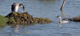 Clarks Grebes, nesting pair 7/5/12