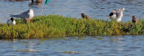 Forsters Terns, adults with downy chicks