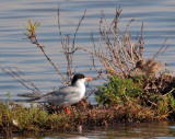Forsters Terns, adult and downy chick