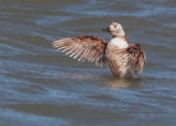 Long-tailed Duck