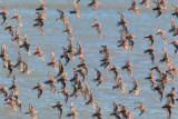 Western Sandpipers, flying flock