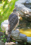 Coopers Hawk, female