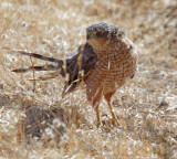 Coopers Hawk, second year